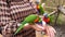 Lorikeet parrots drinking nectar from hands of woman