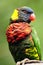 Lorikeet portrait