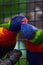 Lorikeet portrait