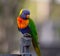 Lorikeet portrait