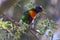 Lorikeet in Tree