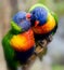 Lorikeet whispers a secret