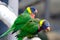 Lorikeets