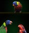 Lorikeets, two rainbow lorikeets and on red lorikeet are seen together in a colorful photograph. This is a photo