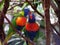 Loris parrots on a branch close-up, Cairns, Australia