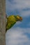 Loro Orejiamarillo Yellow-eared Parrot Ognorhynchus icterotis