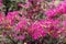 Loropetalum chinense, fire dance. The Redflower Loropetalum in the park. Botanical collection, pink flowers of Loropetalum