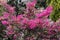 Loropetalum chinense, fire dance. The Redflower Loropetalum in the park. Botanical collection, pink flowers of Loropetalum