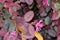 Loropetalum chinense rubrum `Chinese Pink`, Pink Chinese Fringe Flower