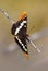 Lorquin Admiral Butterfly