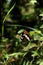 Lorquin\'s Admiral Butterfly on a Green Leaf