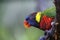 Lory / Lorikeet