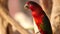 Lory lorikeet, Scientific name Lorius lory parrot bird