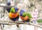 Lory, lorikeets