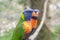 Lory, lorikeets