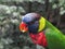 A Lory perched on a branch
