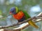 Lory perched on his branch