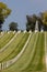 Los Angeles National Cemetery vertical view of grave markers