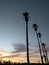 Los Angeles palm tree Sunset scene