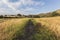 Los Angeles San Fernando Valley Morning Meadow