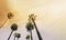 Los Angeles, West Coast Palm Tree Sunshine