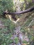 Los padres national forest redwood grove big sur california - fallen tree makes bridge across canyon