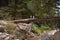 Los padres national forest redwood grove big sur california - fallen tree makes bridge across canyon