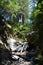 Los padres national forest redwood grove big sur california - fallen tree makes bridge across canyon