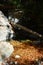 Los padres national forest redwood grove big sur california - fallen tree makes bridge across creek