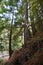 Los padres national forest redwood grove big sur california tree with roots