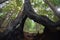 Los padres national forest redwood grove big sur california window through burnt tree