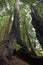 Los padres national forest redwood grove big sur california window through burnt tree