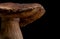 Ð¡lose-up of brown mushroom. Isolated on black background. Negative space.