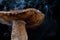 Ð¡lose-up brown mushroom in smoke.