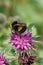 Ð¡lose-up of the Caucasian yellow-black bumblebee Bombus lucoru