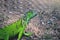 Lose up. Green Lizard colorful in The zoo Chainat Thailand