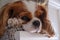 Lose-up headshot of a King Charles Cavalier Spaniel lying on a staircase.