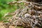 Ð¡lose up of little portion of curved and twisted bare roots of the fallen tree, Russia.