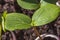 Ð¡lose up macro view of growing cucumbers plants indoors before season.