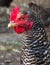 Ð¡lose up of mottled hen. Mottled grey hen portrait