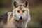 Ð¡lose-up portrait of a wolf. Eurasian wolf
