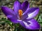 Ð¡lose-up of purple Ruby Giant Crocus on a sunny spring day. Nature concept