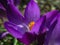 Ð¡lose-up of purple Ruby Giant Crocus on a sunny spring day. Selective focus.