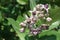 Lose up Selective Focus of Beautiful Purple Calotropis Flowers is a genus of flowering plants