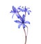 ÃÂ¡lose-up of Siberian Squill Scilla siberica. Early spring flower isolated on white background. Shallow DOF