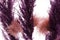 Ð¡lose up view of dry purple colored decorative twigs . Beautiful purple backgrounds