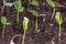 Ð¡lose up view of growing cucumbers plants indoors before season. Healthy eating concept.