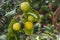 Ð¡lose-up view of growing lemons on tree.