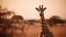 Lose yourself in the timeless beauty of a giraffe at the golden hour, its elegant neck stretching towards the heavens