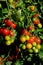 Losetto Cherry Tomatoes ripening.